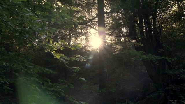 Nature